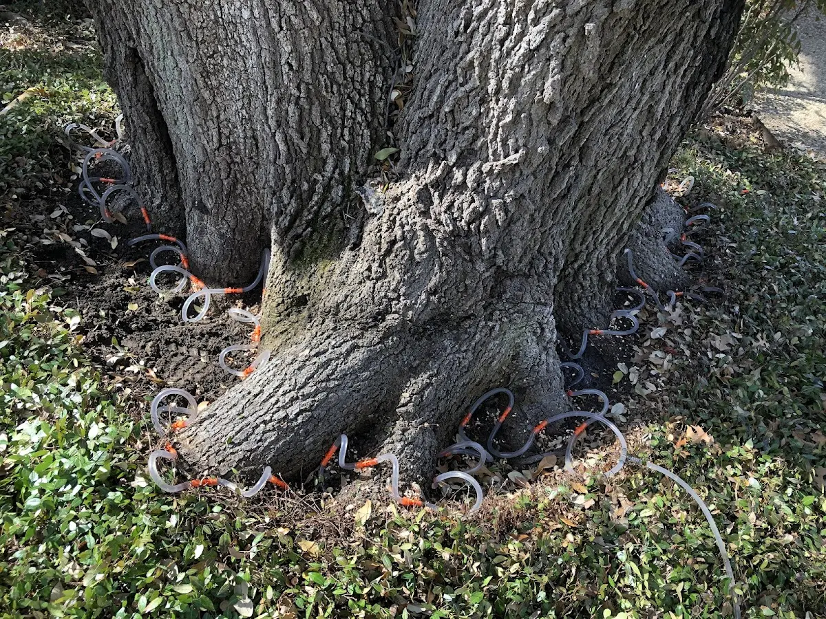 Detailed Shrub and Hedge Trimming job site in Brandt